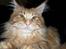 Maine Coon Dk. CaemsoCoon's Buddy Ho - 26-12-2010