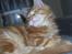 Maine Coon Dk. CaemsoCoon's Buddy Ho