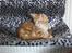 Maine Coon Dk. CaemsoCoon's Buddy Ho