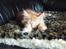 Maine Coon Dk. CaemsoCoon's Buddy Ho - Åååååå det er sååååå blødt.