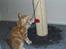 Maine Coon Dk. CaemsoCoon's Buddy Ho