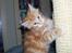 Maine Coon Dk. CaemsoCoon's Buddy Ho