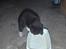 Huskat Baby