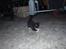 Huskat Baby