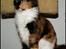 Maine Coon DK Proud Danish MoonShadow