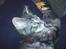 Maine Coon Hannah