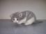 Huskat Gibbs the Silver Fox *SOLGT* - 3 uger gammel