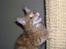 Maine Coon Dk. CaemsoCoon's Buddy Ho - Grrrrrrrr........Jeg spiser dig levende!