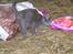 Huskat Tottie R.i.p. - taget  d. 25-10-10