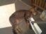 Huskat Holger RIP - zzzzzzzzzzzzz, varme i gulvet..
