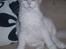 Maine Coon Lykkekatte Jersey