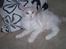 Maine Coon Lykkekatte Jersey