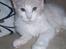 Maine Coon Lykkekatte Jersey