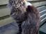 Maine Coon Fernando