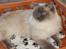 Ragdoll DK Vandoll Chantelle