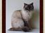 Ragdoll DK Vandoll Chantelle