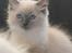 Ragdoll DK Vandoll Chantelle