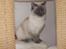 Ragdoll DK Vandoll Chantelle