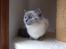 Ragdoll DK Vandoll Chantelle