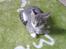 Blanding af racer Balou - Killinge Balou :)