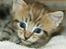 Maine Coon lykkekatte Olivia