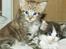 Maine Coon lykkekatte Olivia