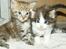 Maine Coon lykkekatte Olivia