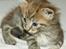 Maine Coon lykkekatte Olivia