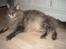 Maine Coon Gaffa