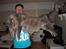 Maine Coon Gaffa