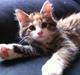 Maine Coon Molly