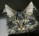 Maine Coon Fede Dorit