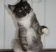 Maine Coon Carloz Mon'Son