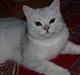 British Shorthair Bakus/Billie