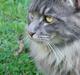 Maine Coon Coco the Killer