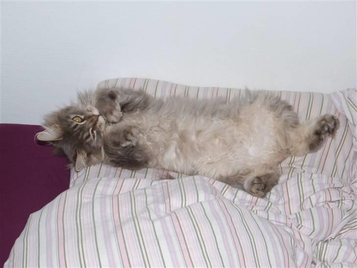 Maine Coon Naomi billede 6