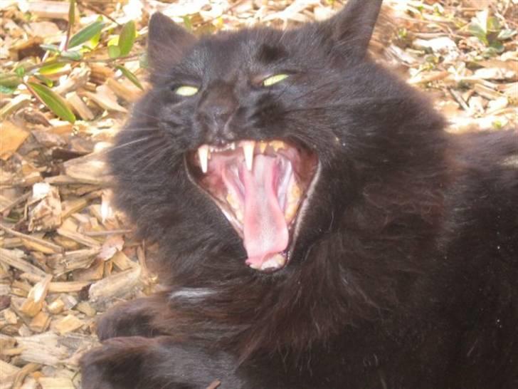 Blanding af racer Garfield billede 1