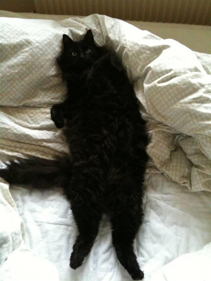 Blanding af racer Garfield billede 2