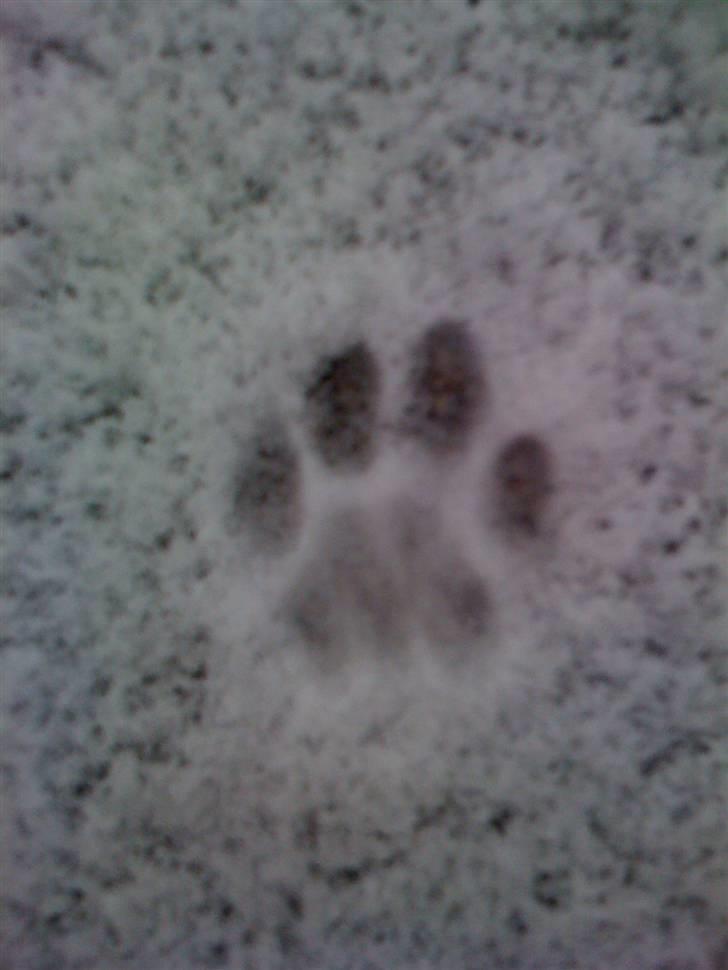 Blanding af racer Garfield billede 3