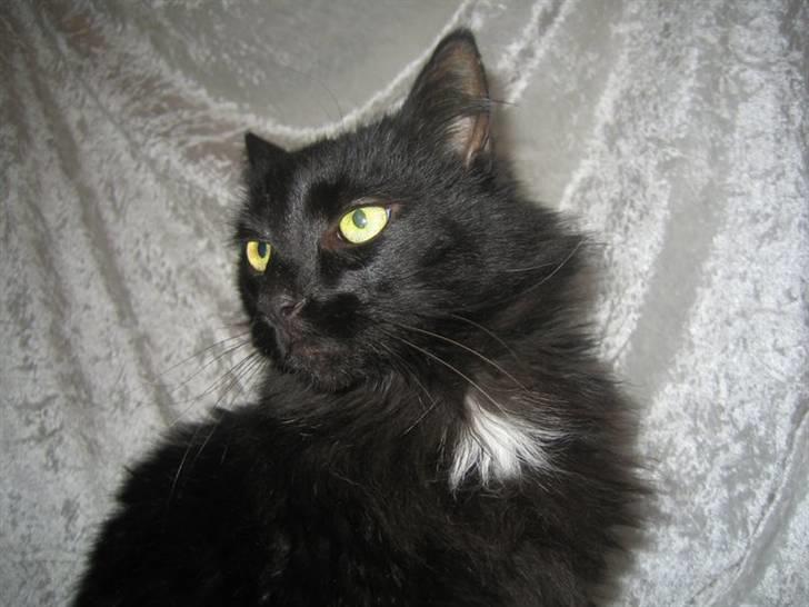 Blanding af racer Garfield billede 4