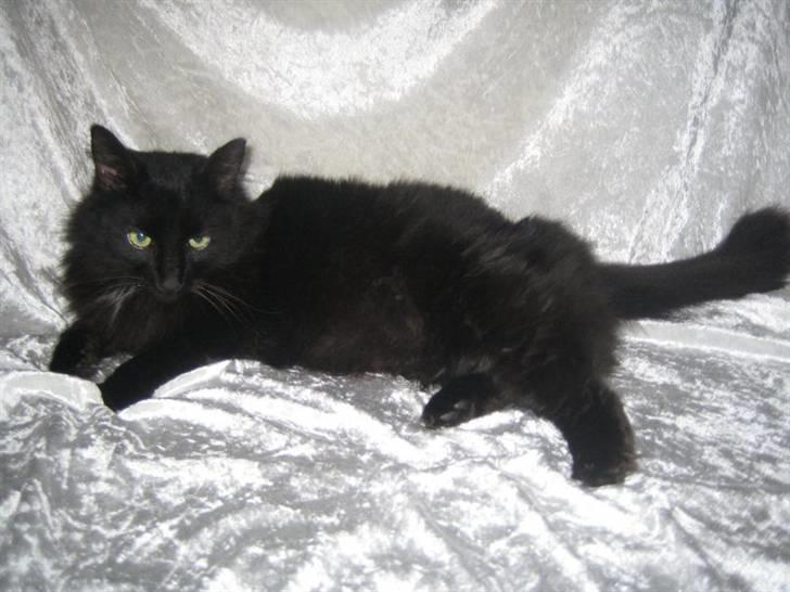 Blanding af racer Garfield billede 5