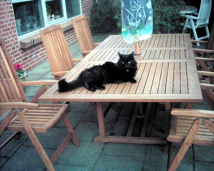 Blanding af racer Garfield billede 6