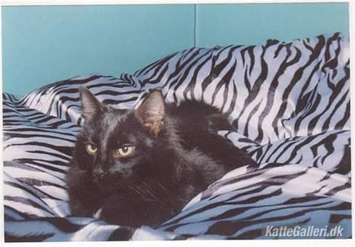 Blanding af racer Garfield billede 7