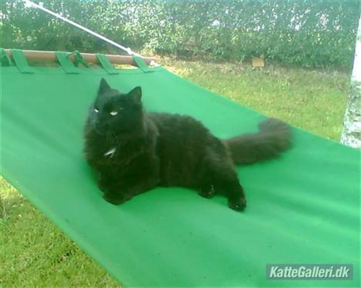 Blanding af racer Garfield billede 8