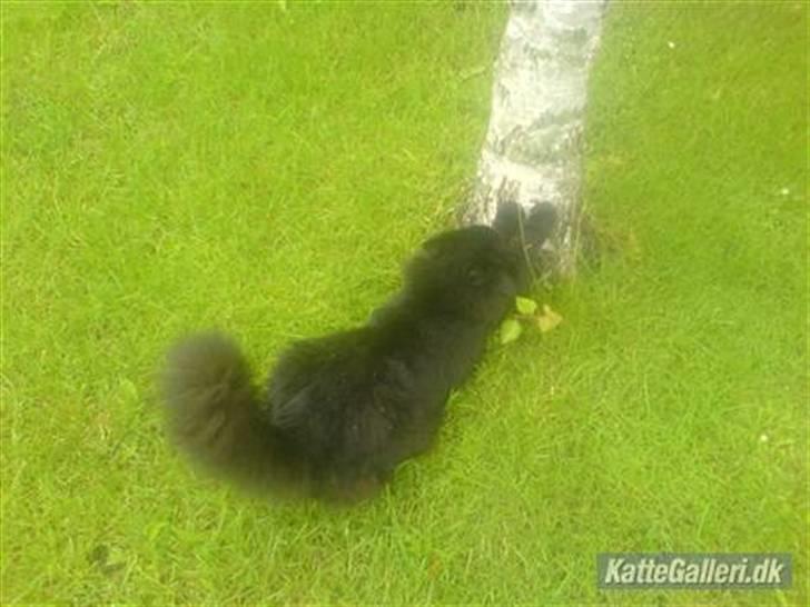 Blanding af racer Garfield billede 9