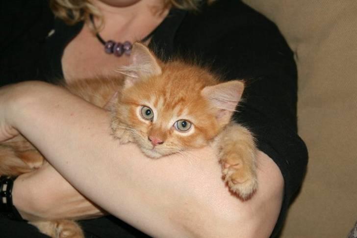 Blanding af racer Ludvig billede 3