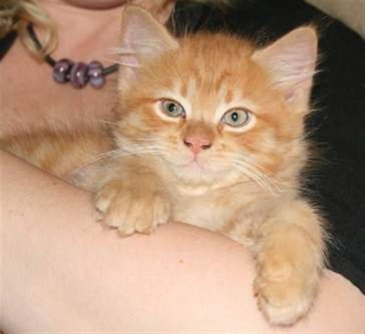 Blanding af racer Ludvig billede 4