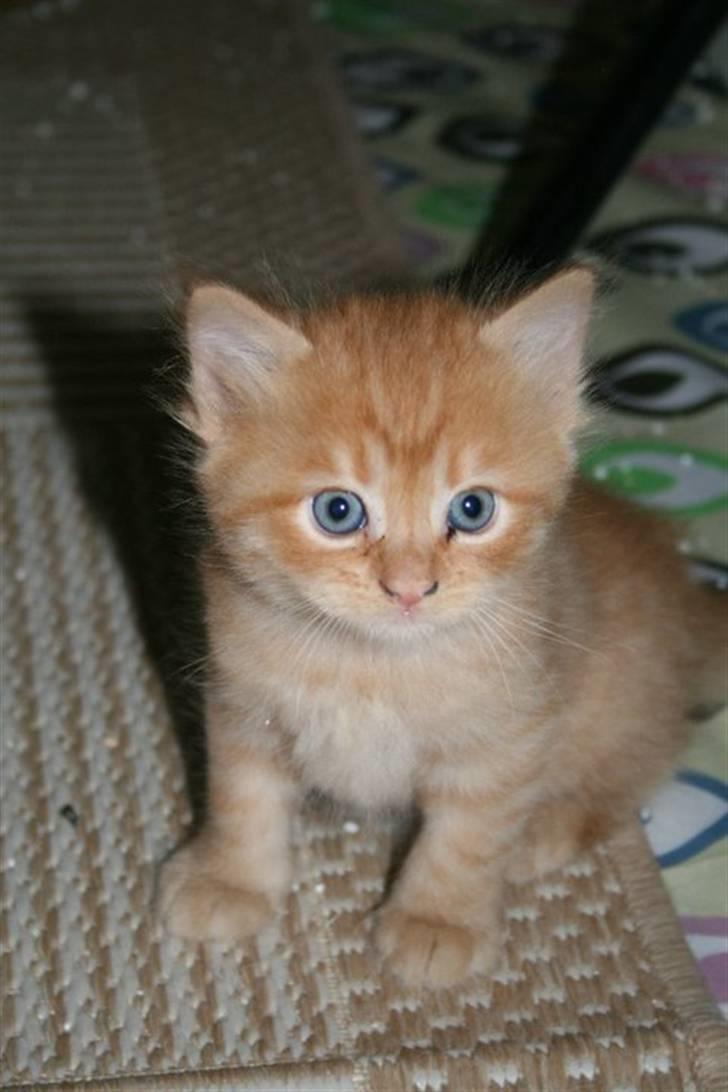 Blanding af racer Ludvig billede 5