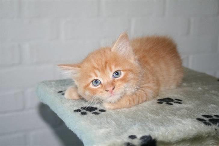 Blanding af racer Ludvig billede 6