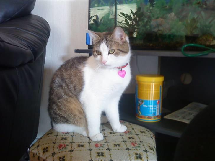 Blanding af racer Bellis billede 2